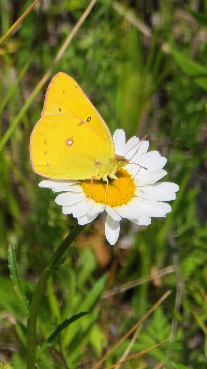 SasTrendy's tweet photo. Yesterday I saw so many amazing things.  I saw a few butterflies got a few semi good shots. 

But this one amazingly blue butterfly came &amp; found me across the street &amp; flew circles around me!

The gentleman I was speaking to said that is God he brought that 🦋 for you to record https://t.co/CXx13v9NvP