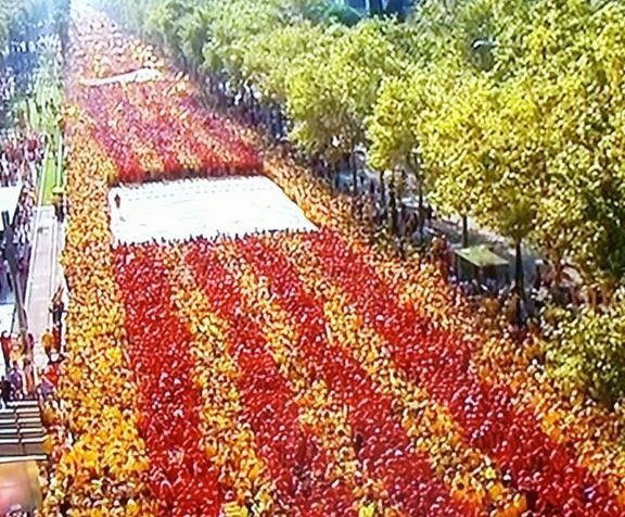 Anem A Pams - Rosa tweet media
