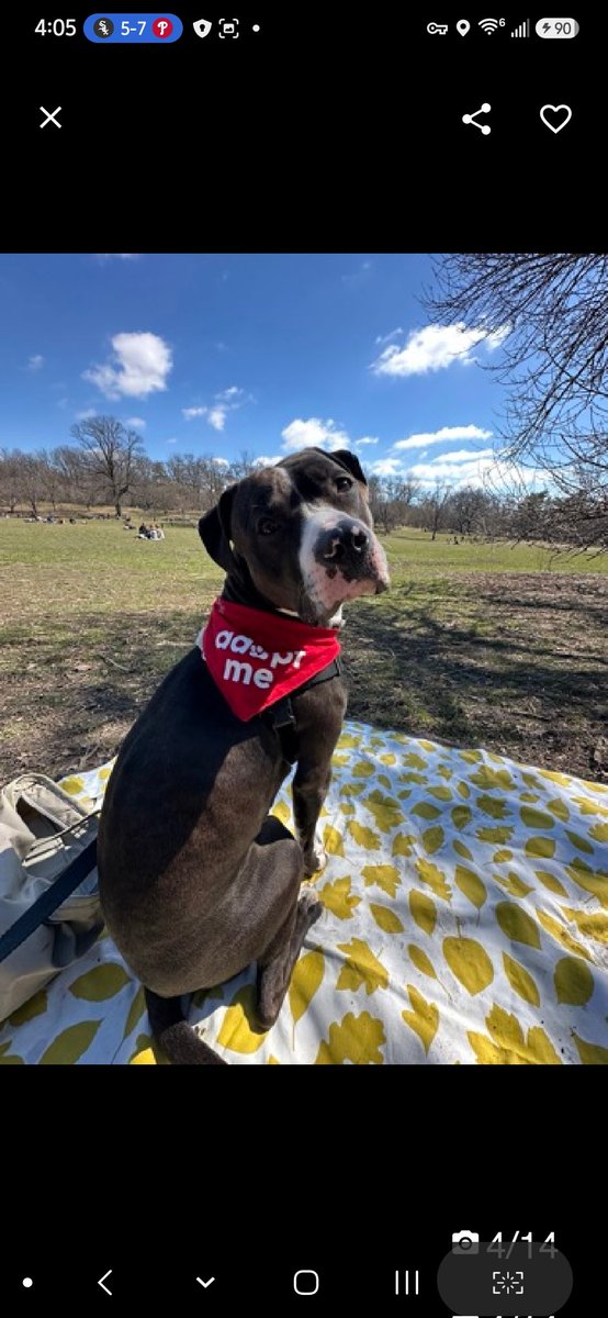 MyBoxerLuvMac1's tweet photo. 💔Lennard💔
#NYCACC #245355 2y
▪️ReListed TBK: 6/18
#RescueOnly

Precious sweetie's💔, arrived stray, waiting 149 days!
Absolutely adorable youngster adores ppl, smart, curious.
Playful boy loves 2 throw toys in air & catch them!
Loves being involved & eager 2 be by yr side.
Needs loving, N.East #Foster, 4 security, 2 decompress & flourish.

DM @CathyPolicky
Pls #Pledge4Rescue
💞L
https://t.co/V5mVUWUIpJ