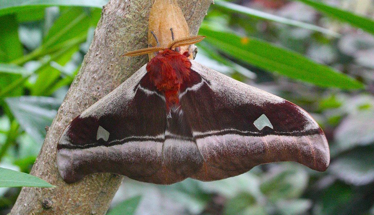 andrepepper7's tweet photo. dad's been out looking at butterflies again. https://t.co/nIBzCZXPrN