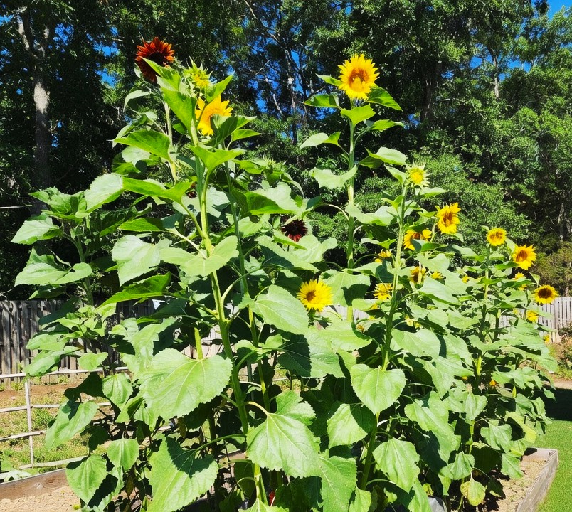 JLSMILES1's tweet photo. Sunflower jungle🤣 https://t.co/RZUJXQxn0T