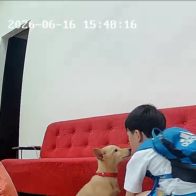 yukeji's tweet photo. ペットカメラ越しに見る世界

毎日末っ子と犬の
恋愛ドラマ見せられてる笑 https://t.co/kqnlB45AIl