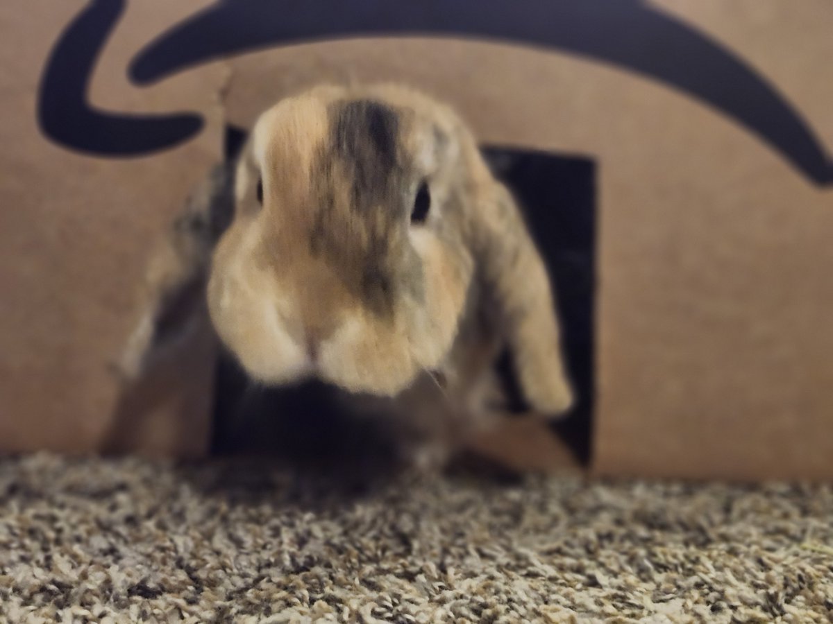 attesta's tweet photo. Bunnies decided to hang out in the box today, I've been making the entrance smaller and smaller to try to kind of brush their hair when they go through, the boy is shedding up a storm and hates to be brushed https://t.co/CaDaiYeWpY