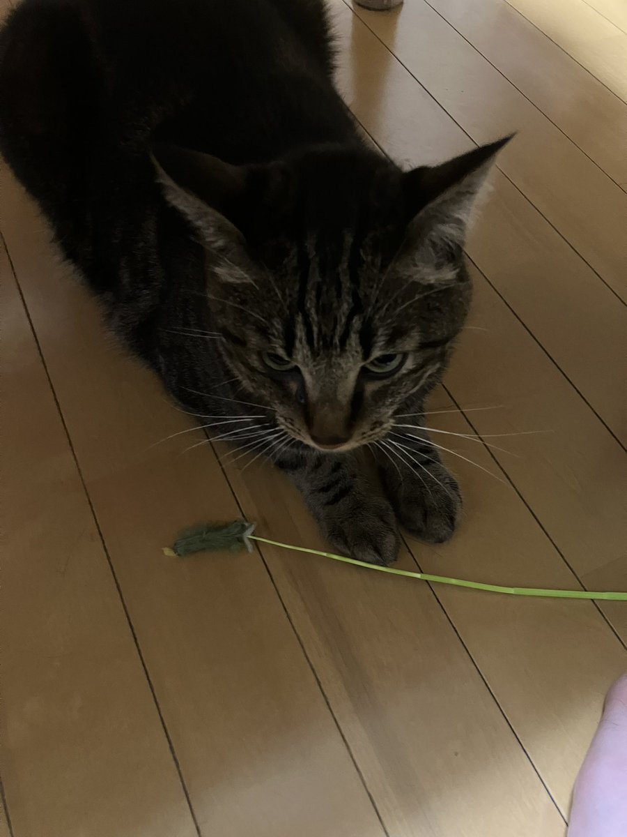 KonShippo's tweet photo. お手手揃えて『下僕、遊べ、武器を持て』の圧
#猫しか勝たん
#ねこしか勝たん
#ネコしか勝たん https://t.co/jliIvD4xQI