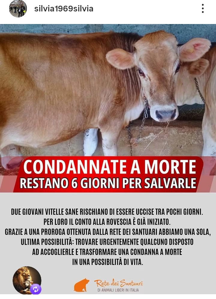 zampa_qua's tweet photo. AIUTOOOO STRAURGENTISSIMO 🆘🆘🆘🆘🆘🆘☎️3520922151 🐄😭😭😭😭SALVIAMOLE ,SO CERCA UNA SISTEMAZIONE DEFINITIVA DOVE POSSANO ,VIVERE LIBERE RISPETTATE E AL SICURO .AIUTIAMOLE #4voiceless https://t.co/BXglbQBktG