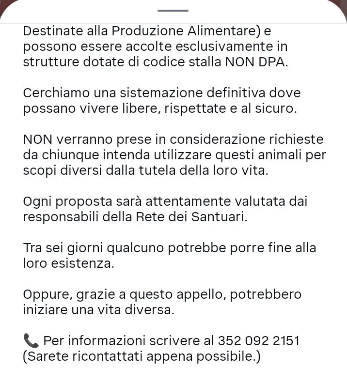 zampa_qua's tweet photo. AIUTOOOO STRAURGENTISSIMO 🆘🆘🆘🆘🆘🆘☎️3520922151 🐄😭😭😭😭SALVIAMOLE ,SO CERCA UNA SISTEMAZIONE DEFINITIVA DOVE POSSANO ,VIVERE LIBERE RISPETTATE E AL SICURO .AIUTIAMOLE #4voiceless https://t.co/BXglbQBktG