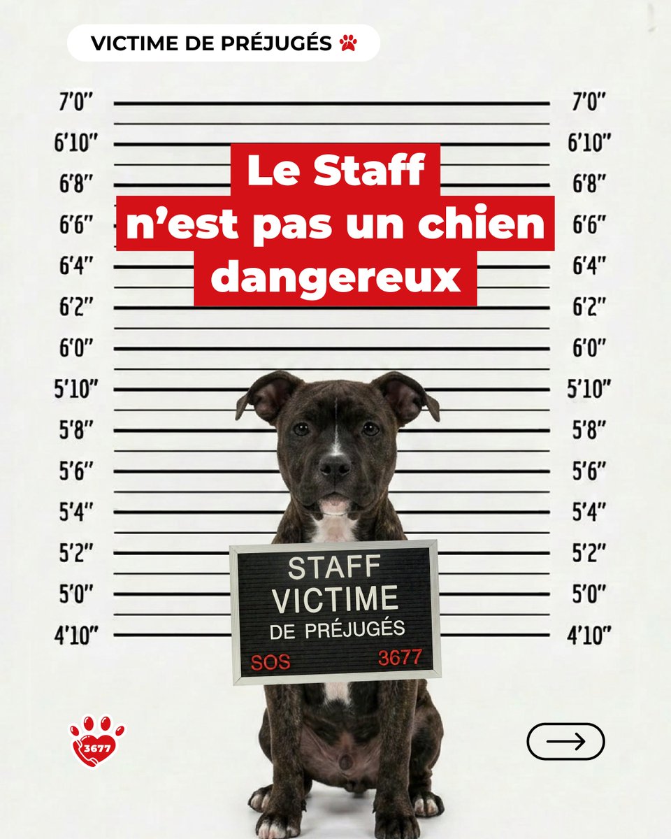 SOS3677's tweet photo. ⛔️ 𝗩𝗜𝗖𝗧𝗜𝗠𝗘 𝗗𝗘 𝗣𝗥𝗘́𝗝𝗨𝗚𝗘́𝗦 🐾

Le Staff est souvent victime d’une réputation qui lui colle à la peau.

👉 Avant d’adopter, renseignez-vous.
❤️ Pour eux, ça change tout.

👉 Aidez-nous à sauver des vies.
❤️ https://t.co/7Qw6utOdGb

#SOS3677 #VictimeDePrejuges #Staff https://t.co/jjBl7td2S7