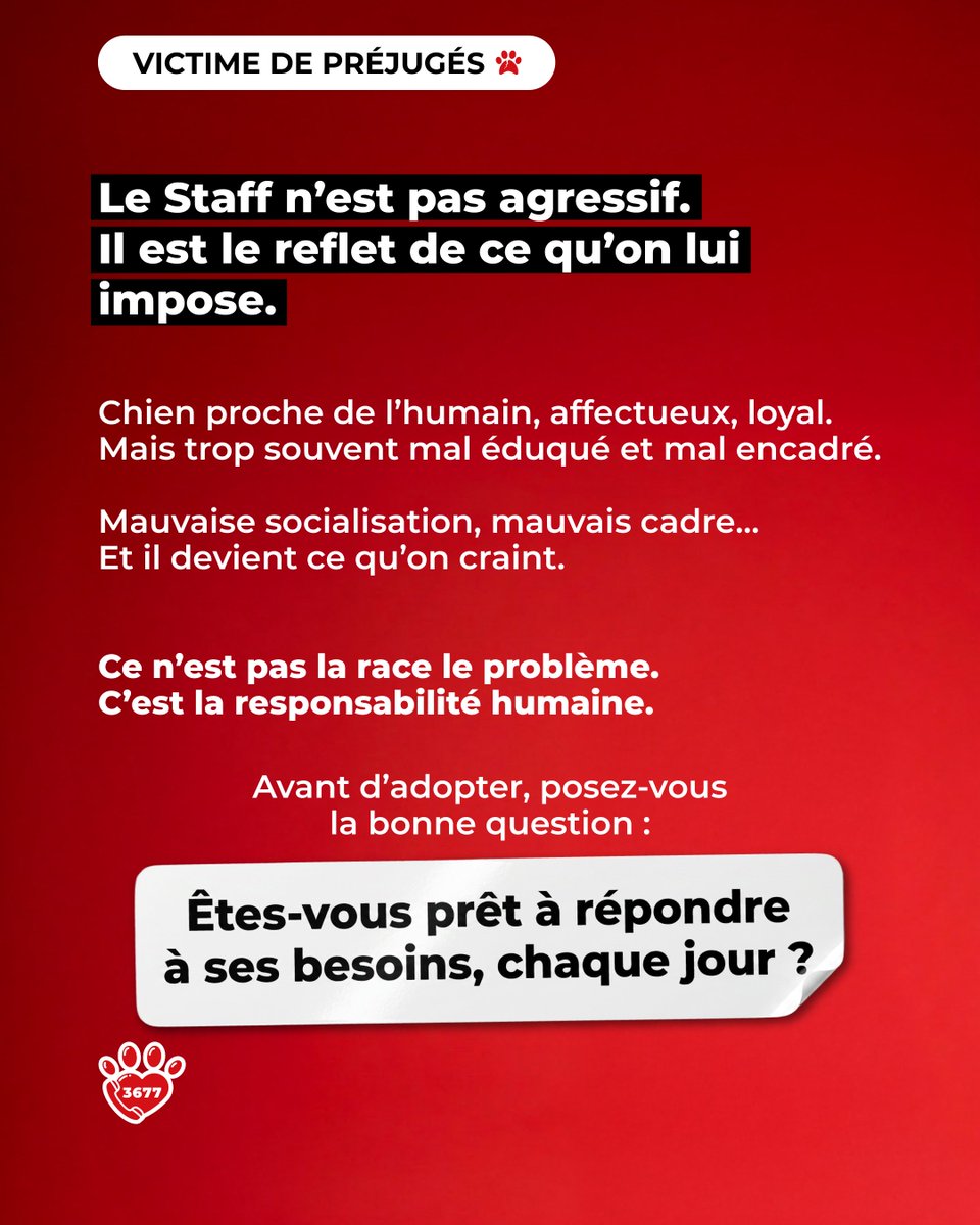 SOS3677's tweet photo. ⛔️ 𝗩𝗜𝗖𝗧𝗜𝗠𝗘 𝗗𝗘 𝗣𝗥𝗘́𝗝𝗨𝗚𝗘́𝗦 🐾

Le Staff est souvent victime d’une réputation qui lui colle à la peau.

👉 Avant d’adopter, renseignez-vous.
❤️ Pour eux, ça change tout.

👉 Aidez-nous à sauver des vies.
❤️ https://t.co/7Qw6utOdGb

#SOS3677 #VictimeDePrejuges #Staff https://t.co/jjBl7td2S7
