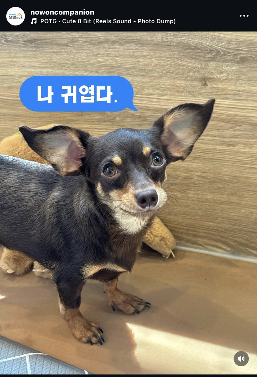 hoddok_life's tweet photo. 너어어어어무..... 호떡이 닮은 아기😭 언능 가족찾자!!!!! https://t.co/oZxE9GBfxF