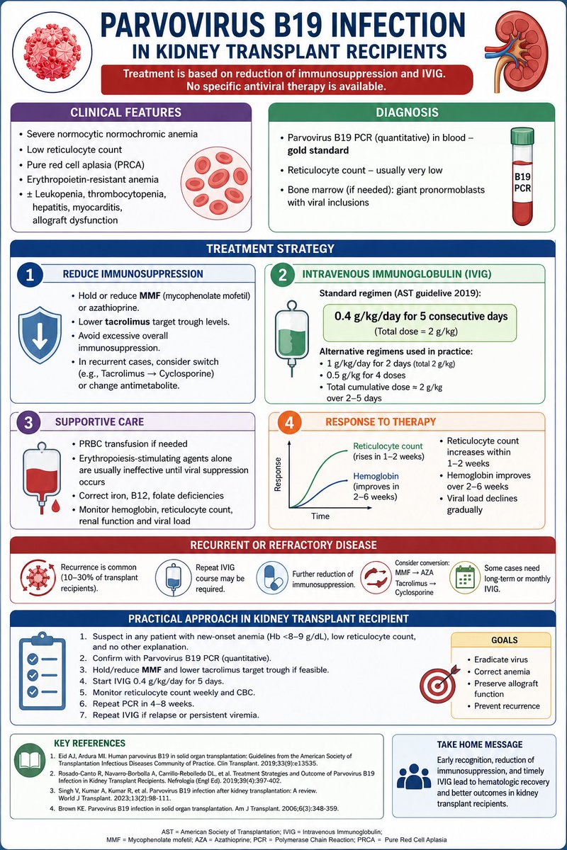 NephPrasad's tweet photo. PARVOVIRUS B19 in Kidney Transplant Recipients 

#NephTwitter #Nephrology #Transplant #MedTwitter https://t.co/E867oaLJRs