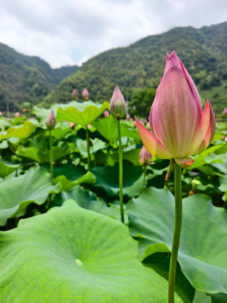 xiaomei312500's tweet photo. 心平气荷🪷荷气生财
愿我们都能如荷花般纯净
🪷带来好运与财富🪷 https://t.co/Bnb6pAQYmz