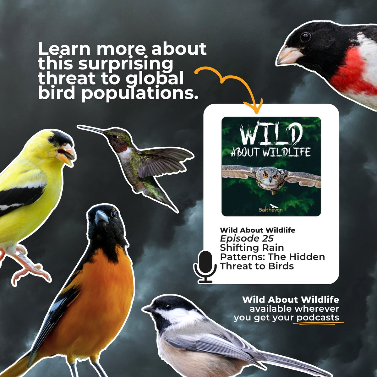 salthaven_org's tweet photo. We get it, #climatechange is a massive issue.
While you may not be able to change when or where rain falls, you can still make an impact โ especially when it comes to saving our #songbirds.
๐๏ธ To learn more, tune in to Wild About Wildlife now, wherever you get your #podcasts https://t.co/0HQJBAEo7V