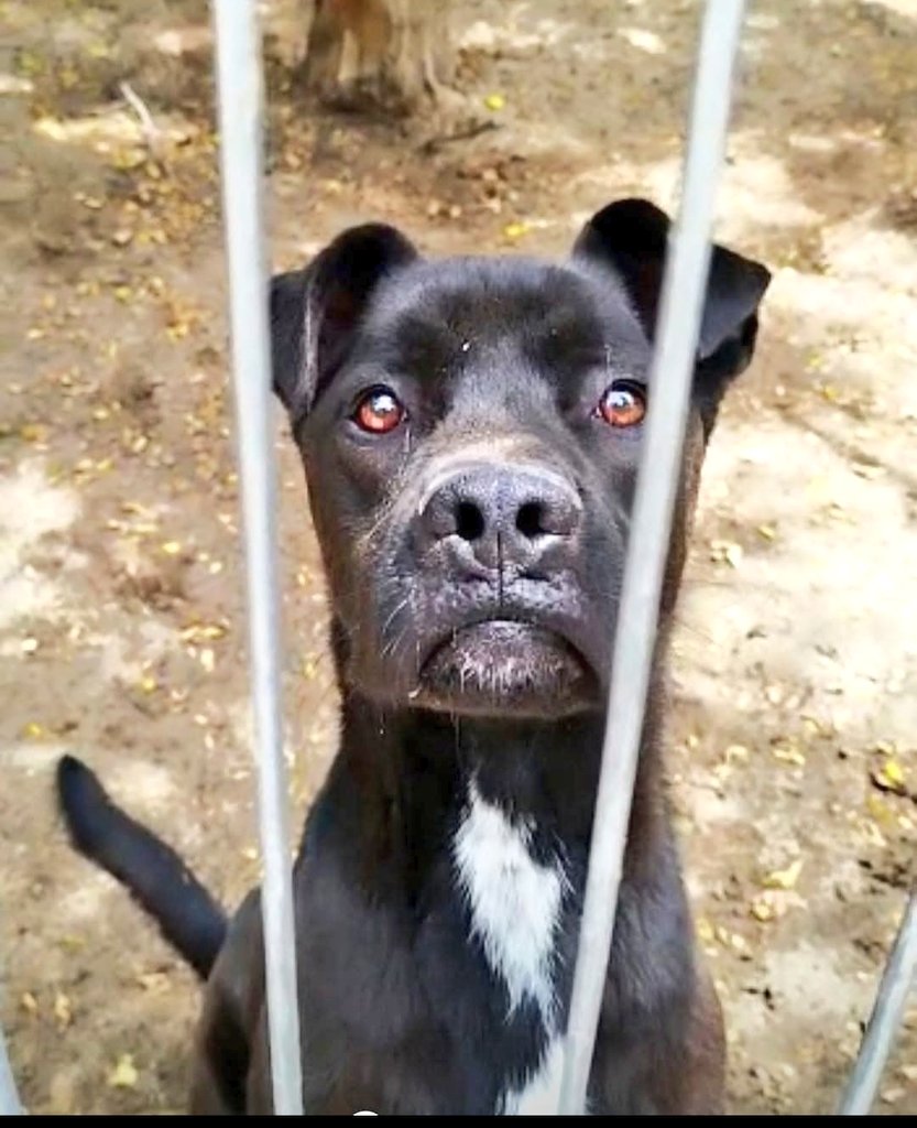 BurkManuela's tweet photo. 🟣COCO🟣
fue adoptado de cachorro
y 💔
devuelto un año después
Es inseguro con machos
Mejor hembras
o hijo único
Se crió con un gato

Lleva 3 años esperando ❤️
una casa de ACOGIDA indefinida o
❤️ADOPCIÓN ❤️
Está en #Madrid 
pero puede 🚗 viajar.

Contacto: dímelo x privado porfi https://t.co/Rsz31yz0kb