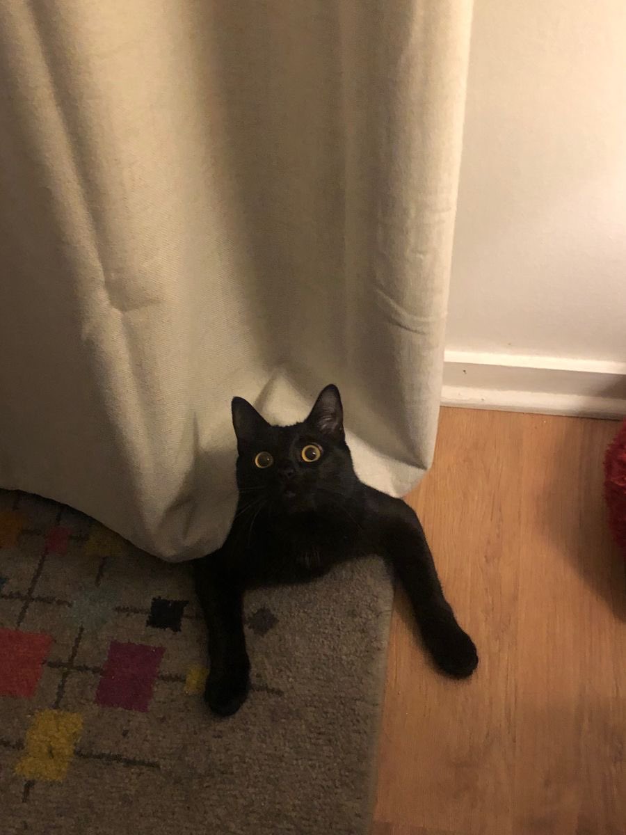 Black cats are not bad luck tweet media