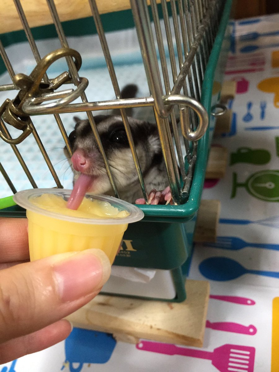 _peachcaep's tweet photo. 1回走ったっきり無視されたホイール
ポーチに瞑想してた頃
襟巻きしっぽがブームだった頃
思ったより舌が長いと気づいた日

#ももすの思い出 https://t.co/VZwNYuC4g1