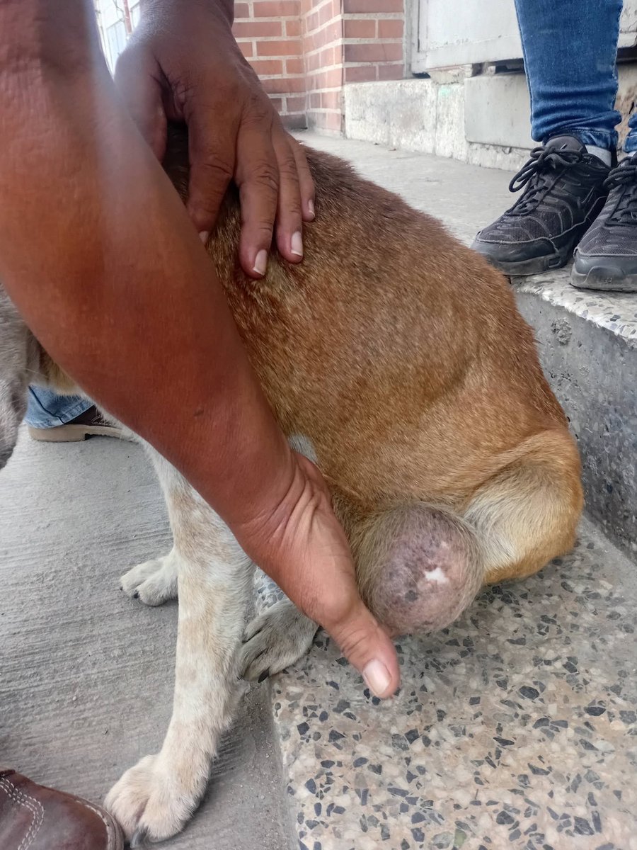 A64029345's tweet photo. Perrita ubicada en las mayas panadería la perca. Buscan ayuda para poder ser operada de esa bola q se le ve a un costado alguna fundación q pueda apoyarla ya que se encuentra en situación de calle  allí los habitantes del local la alimentan— en Coche, Distrito Federal, C/TERCEROS https://t.co/UHe7QJV4K9