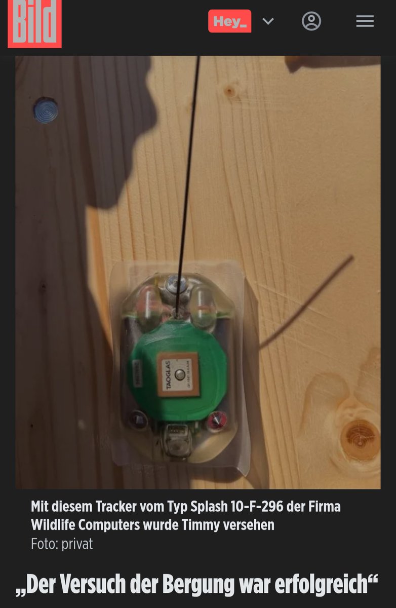 GwiasdaSig15128's tweet photo. Das passt nicht: Der am Wal vor Anholt  gefundene Tracker sei schwarz gewesen. Der Buckelwal #Timmy #Hope sei aber mit einem transparenten #Peilsender mit grünen Akkus ausgestattet gewesen. Generell ist das Markieren von Walen kritisch zu sehen. Hoffe, der Wal lebt.
✨🐳🌊 https://t.co/uxpkUfnKYI