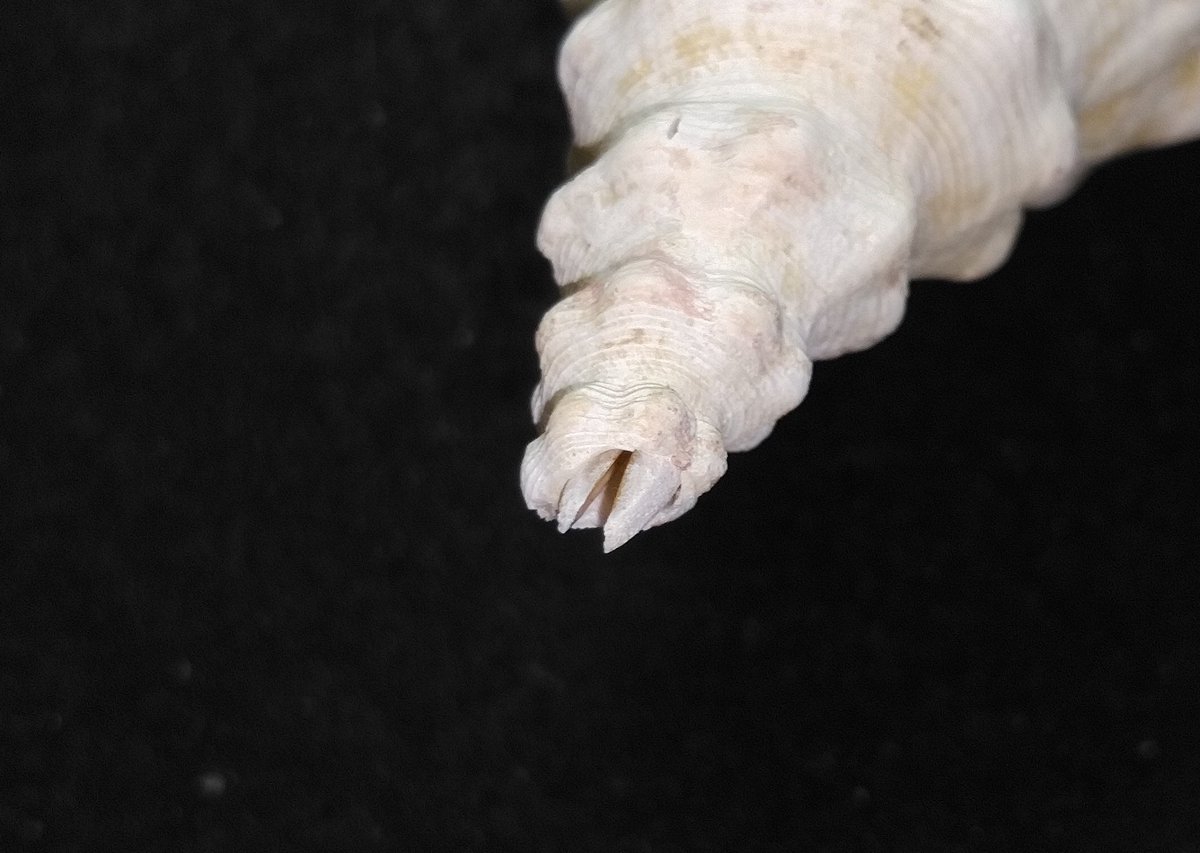 Geography_cone's tweet photo. ゲンコツとミガキナガニシ。ミガキは死殻だったが、殻頂にマリオのブラックパックンめいて綺麗に突き刺さってるイシマテがいた https://t.co/gsRmP0ti4Q