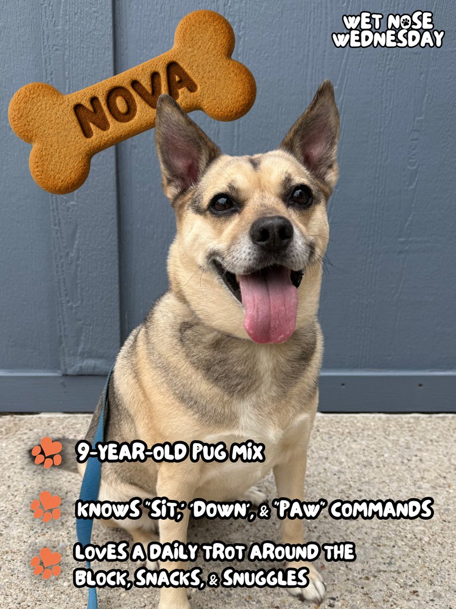 997DJX's tweet photo. Nova is a sweet 9 y/o pup who’s happiest with walks, snacks, and snuggles 🐾💕 She knows “sit,” “down,” and “paw,” is great with kids 5+, and would love to meet her future family. Visit Nova at East Campus (1000 Lyndon Ln)! #AdoptDontShop #LouisvillePets @kyhumane https://t.co/iTNgLSEr1u