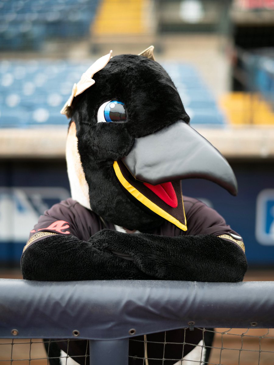 GoEmperors's tweet photo. Everyone stop what you’re doing and wish Julius The Emperor Penguin a Happy National Mascot Day. 

#RuleTheLand 🐧 https://t.co/ElLJ6kX3Hf
