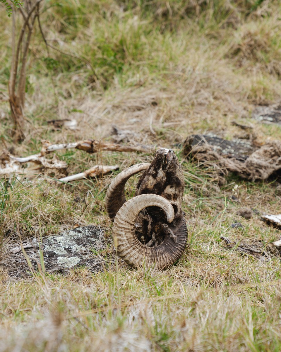MeatEater tweet media