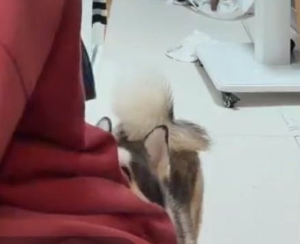 ze_haobin's tweet photo. okay to the dog voices we heard behind gyuvin's lives were actually 33 😭 we are always right oh god https://t.co/ABoN0GXzl2