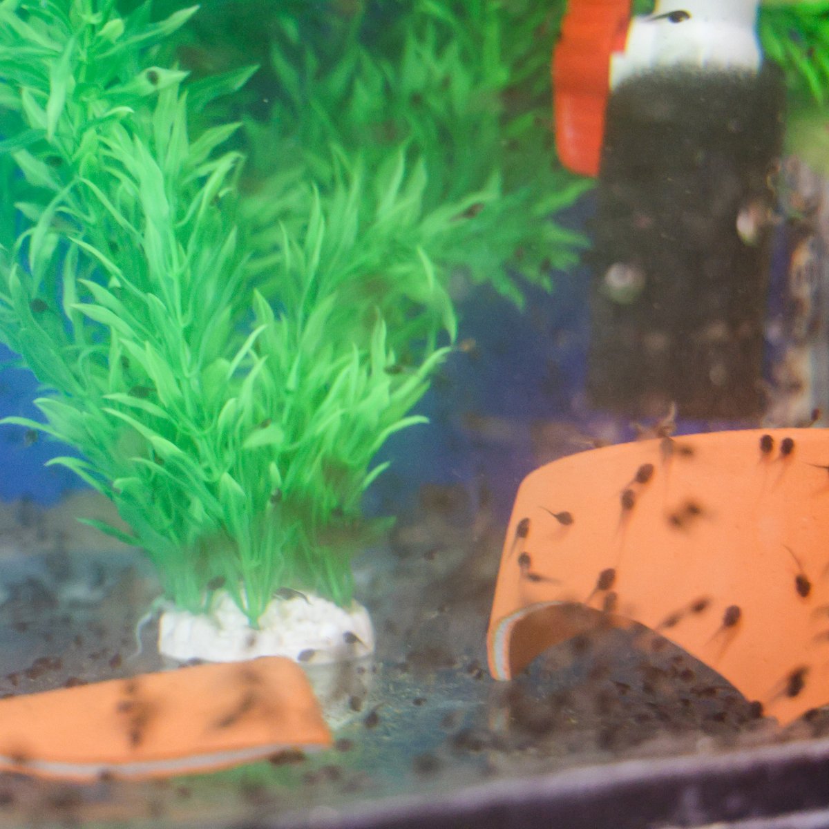 NashvilleZoo's tweet photo. Our Herpetology Team successfully bred and shipped 6,581 endangered Puerto Rican crested toad tadpoles for release back into their native habitats. Nashville Zoo has now produced more than 40,000 (!!) tadpoles that have been shipped to Puerto Rico for release. https://t.co/Sngsa9DLTz