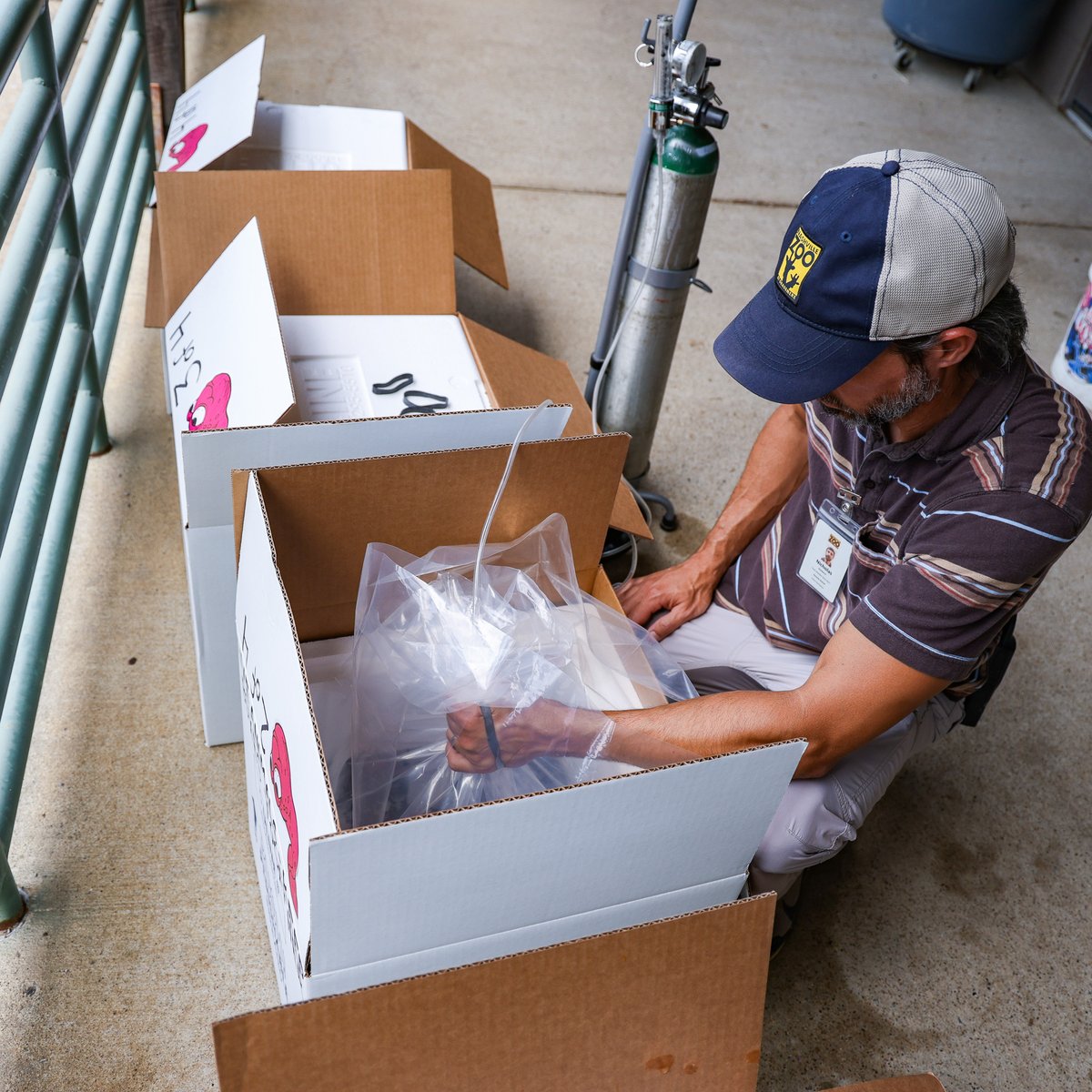 NashvilleZoo's tweet photo. Our Herpetology Team successfully bred and shipped 6,581 endangered Puerto Rican crested toad tadpoles for release back into their native habitats. Nashville Zoo has now produced more than 40,000 (!!) tadpoles that have been shipped to Puerto Rico for release. https://t.co/Sngsa9DLTz