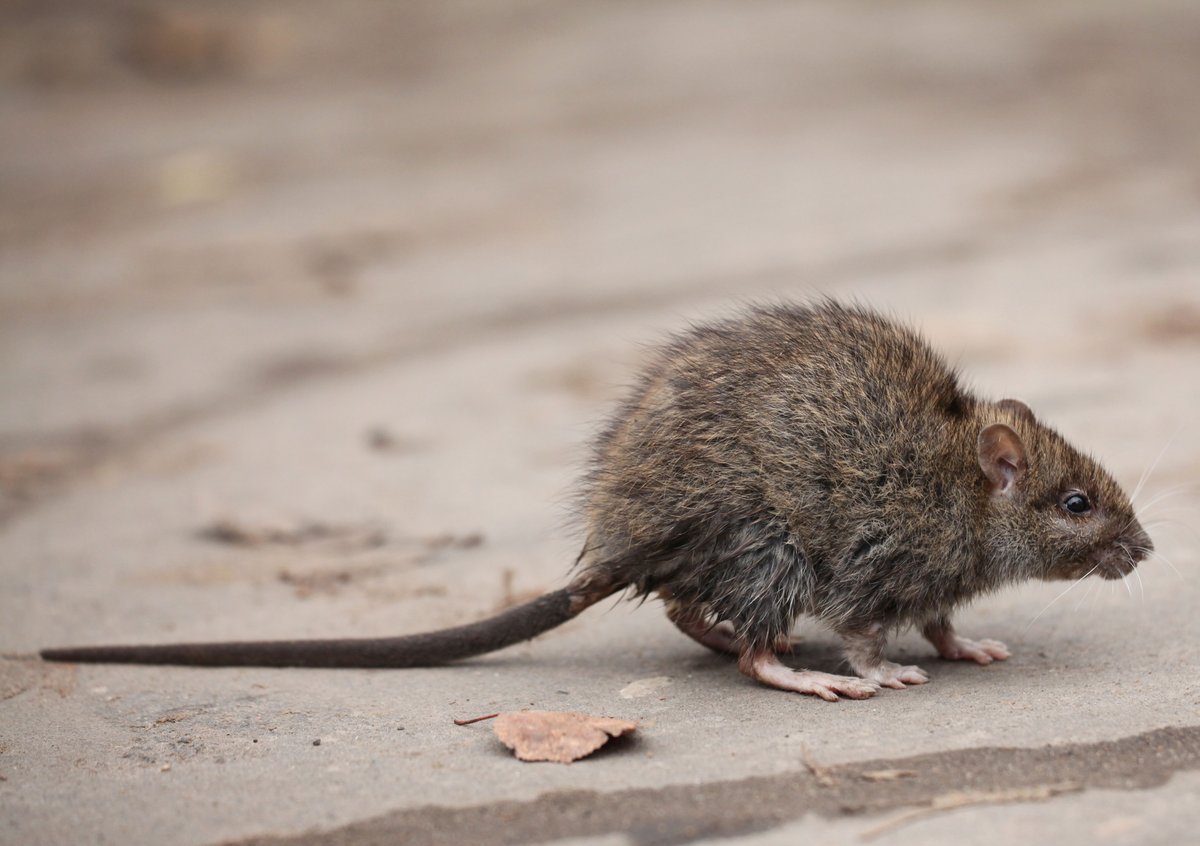WFumigation's tweet photo. A rodent sighting in a business can quickly turn into a compliance concern, especially in food processing and distribution environments. Let us help protect your facility, products, and reputation to stop the infestation if it's gotten out of hand: https://t.co/eUDSiHLcYy https://t.co/HFxj9XdpKU