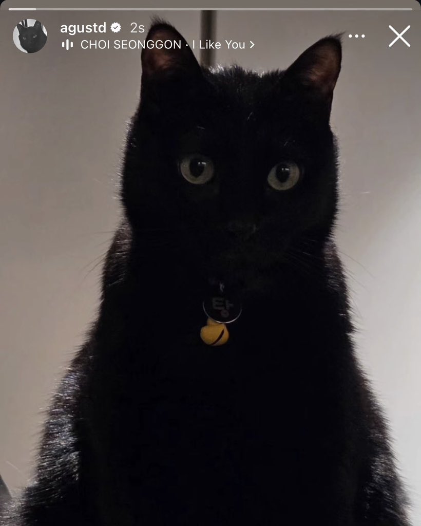 taecvior's tweet photo. 🐥: do you like me?
🐱: i like you

yes this is my lovestagram !!! https://t.co/eAgjbtiaYS