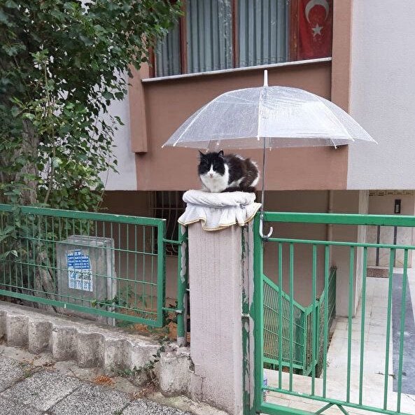 daktilock's tweet photo. İstanbul’da yağmurlu günler için mahallede oluşturulan izleme alanında vakit geçiren kedi. https://t.co/GtnVUgtmEr