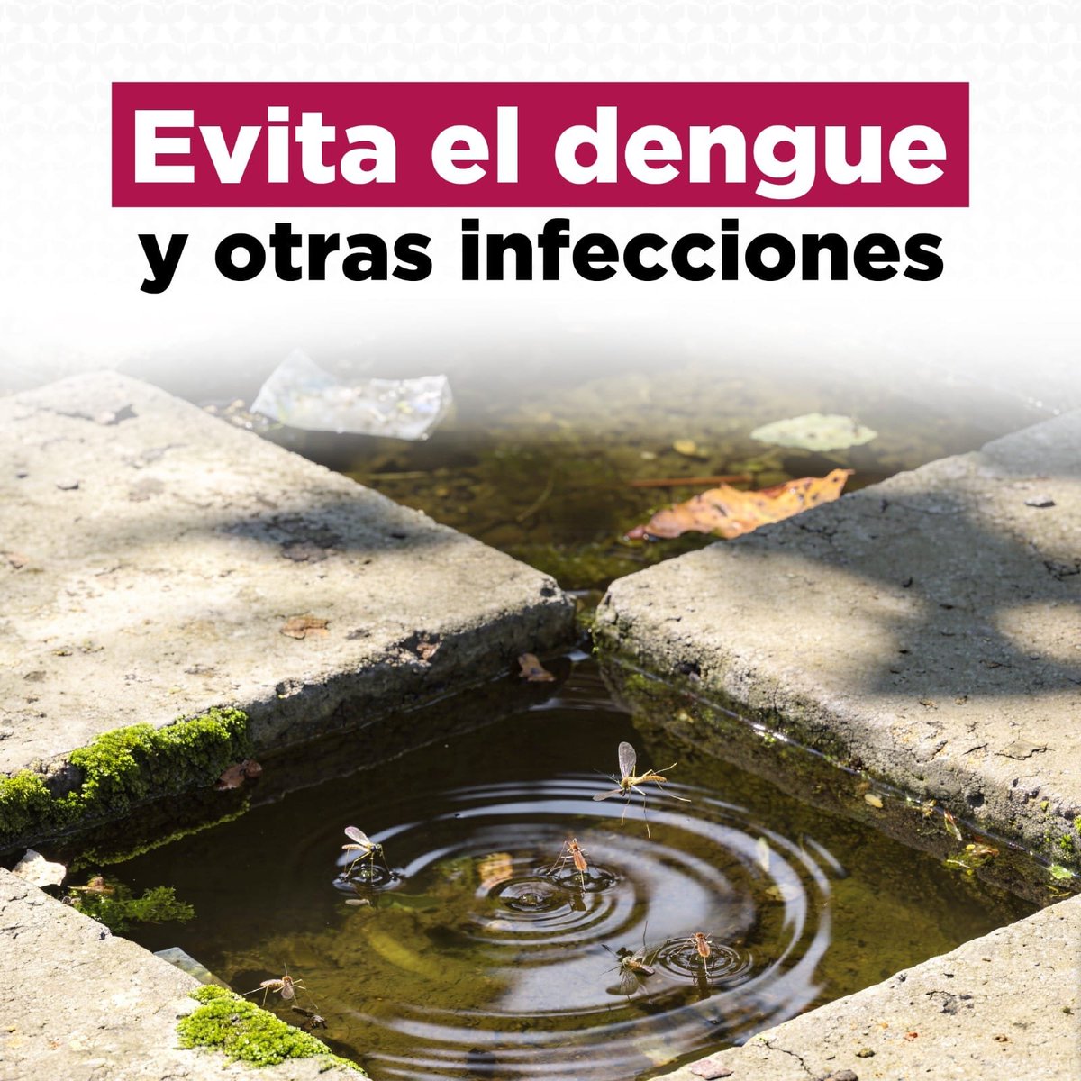 Edomex's tweet photo. ☔🦟 ¡Que la lluvia no afecte tu salud! Evita el dengue y otras infecciones vaciando recipientes con agua acumulada. Pequeñas acciones pueden evitar grandes malestares. 👩‍⚕️
#ElPoderDeServir https://t.co/Bl5SPefzTt