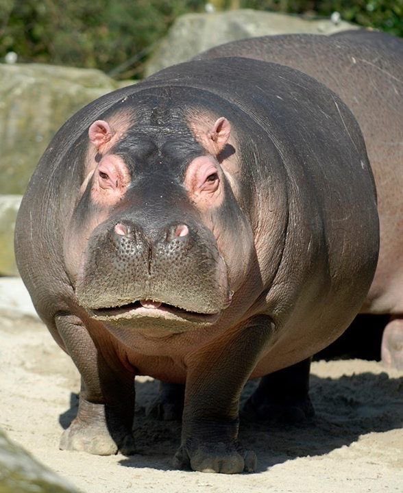 hippo✯ tweet media