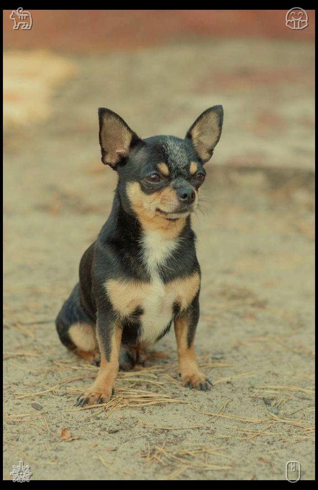 Elizbb1's tweet photo. As I fall asleep, I dream of waterfalls, pine trees, and golden leaves. I am certain tomorrow will be another wonderful day, filled with new adventures and memories. I look forward to waking up and returning to the trail to see what awaits. https://t.co/P89I6jAlBW