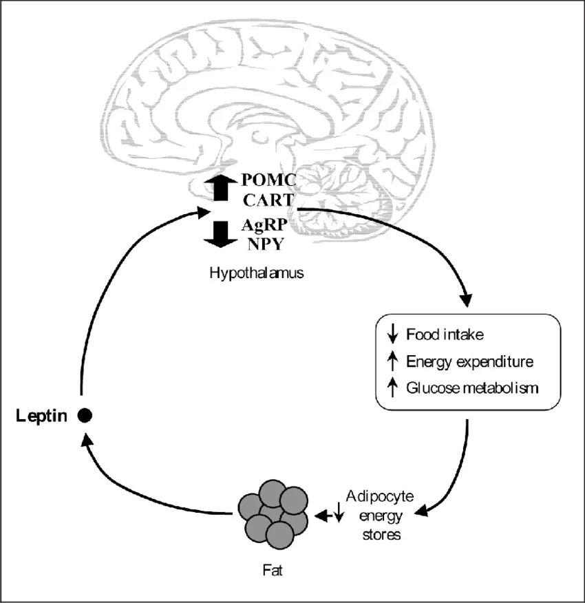 Outdoctrination's tweet photo. The theory here was that zinc had a positive impact on the central melanocortin system.

Essentially - leptin is a hormone released by the fat tissue that, when it hits the brain, reduces appetite and increases fat burning.

However, to balance that out is a neurotransmitter called neuropeptide Y - which stimulates appetite and reduces fat burning.

Zinc in this trial and in some other experiments has been shown to reduce neuropeptide Y and both increase leptin synthesis + signaling.

Zinc also has a number of other properties that would impact body composition.

- Central for thyroid hormone action
- Aids in androgen synthesis
- Reduces inflammation (directly fat promoting)
- Reduces cortisol (also directly fat promoting)
- Mitochondrial effects