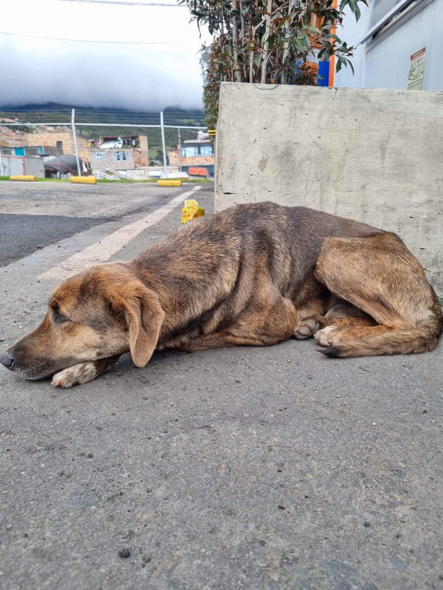 GranUsme's tweet photo. ''Chocolate'' (le pusimos así de cariño) busca su familia o alguien que le brinde mucho amor, fue dejado en uno de nuestros vehículos, lo hemos apapachado, dado mucho amor, pero sabemos que el requiere una familia que este siempre con el.
 
#Adopción  @TransMilenio https://t.co/kzeEYBZTUf