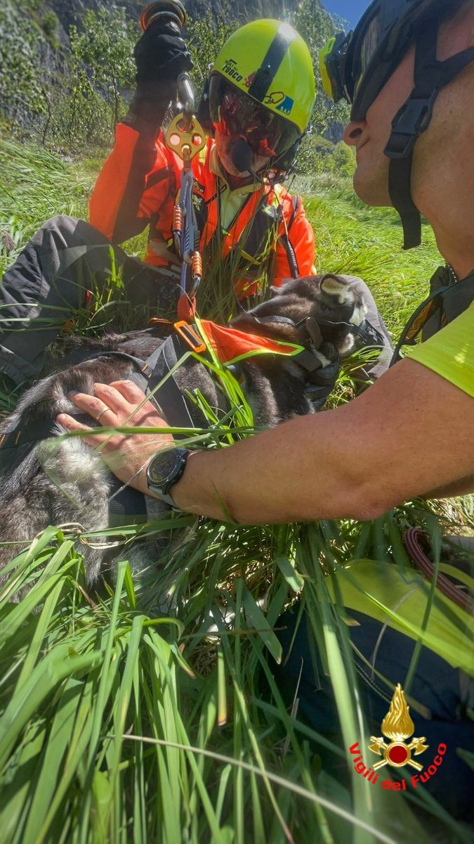 vigilidelfuoco's tweet photo. Sani e salvi! Intervento #SAF dei #vigilidelfuoco ai Piani d'Erna, soccorsi 2 cani Husky dispersi: individuati grazie al loro guaire e recuperati in zona impervia con il supporto dell'elicottero Drago 151

#Lecco #17giugno https://t.co/9JKQ54al1t