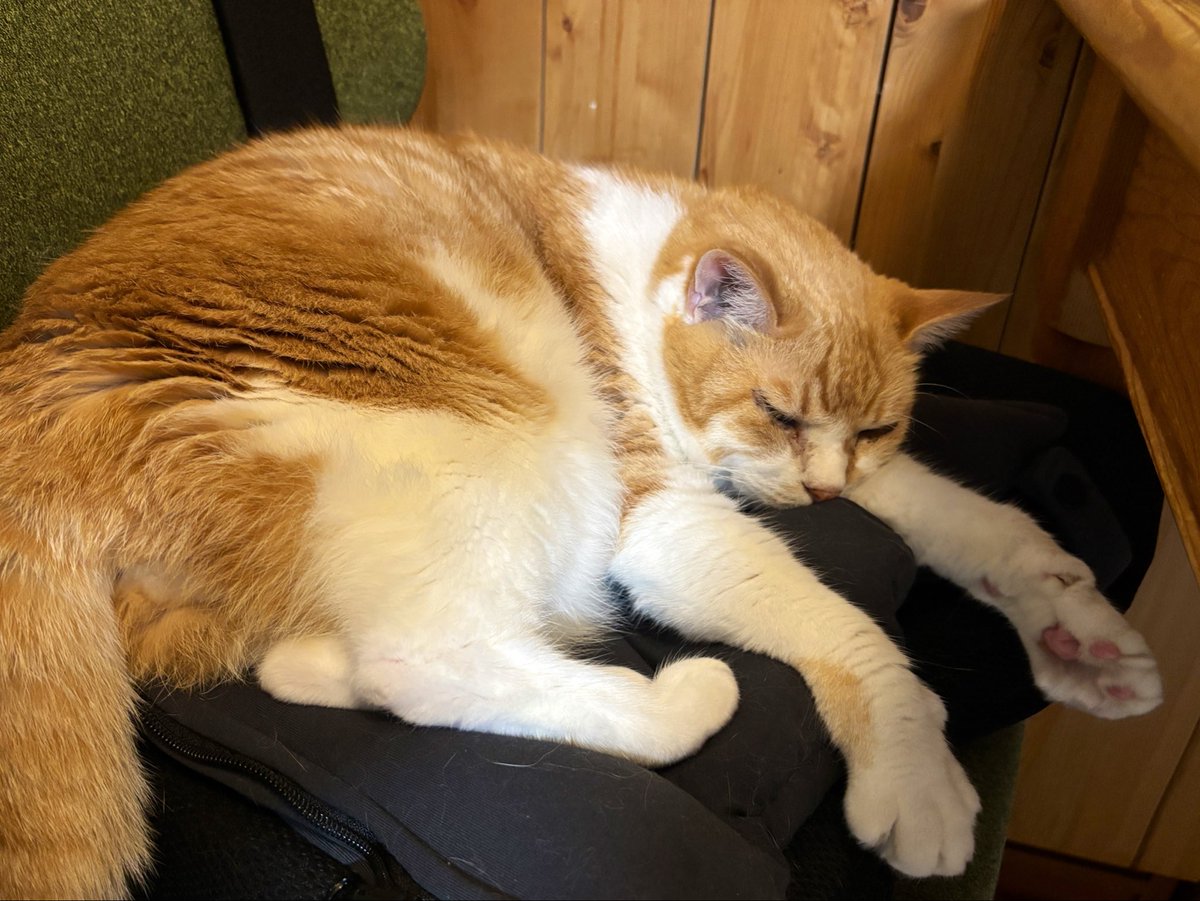 Forever_Ruby_'s tweet photo. 父親がもらってきたyogiboのクッション、父親よりも猫が愛用している
どかそうとしてもどかないしどかすと怒る https://t.co/hx4D3vREw4