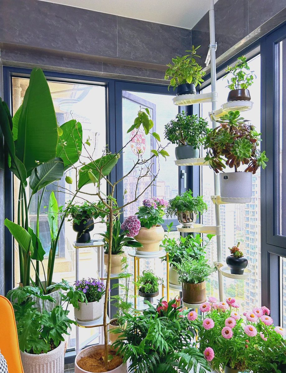 Tanya3333333333's tweet photo. My tiny balcony is now full of herbs u0026 flowers—no more buying veggies on the way home! ， https://t.co/p3HuYcVCc3