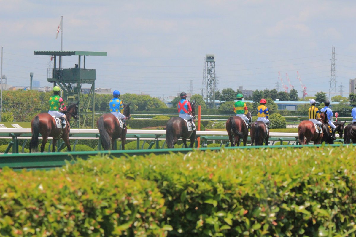 TanPoPo_spyt's tweet photo. 新馬戦のこの感じがスゴく好き🤭🤭🐎🐎
 #競馬  #新馬戦  #阪神競馬  #pog https://t.co/r07SlrsROh