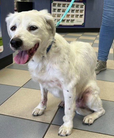 MissingTarn81's tweet photo. 17.06.26 Trouvé chien blanc à Carmaux. Non identifié. Est chez le véto Du Cérou. #Tarn https://t.co/lloHpuVHbP