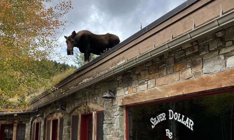 moose tweet media