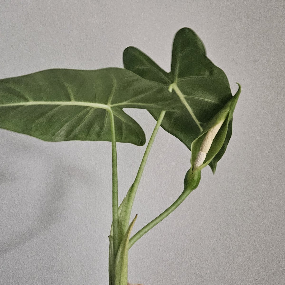 eb__gardening's tweet photo. 프덱도 새 잎인 줄 알았더니 꽃이 피었음 찌끄만게;; 요즘 우리집 식물들은 몸집은 안 키우고 죄다 꽃만 피우는 중......... https://t.co/RcytopAsSx
