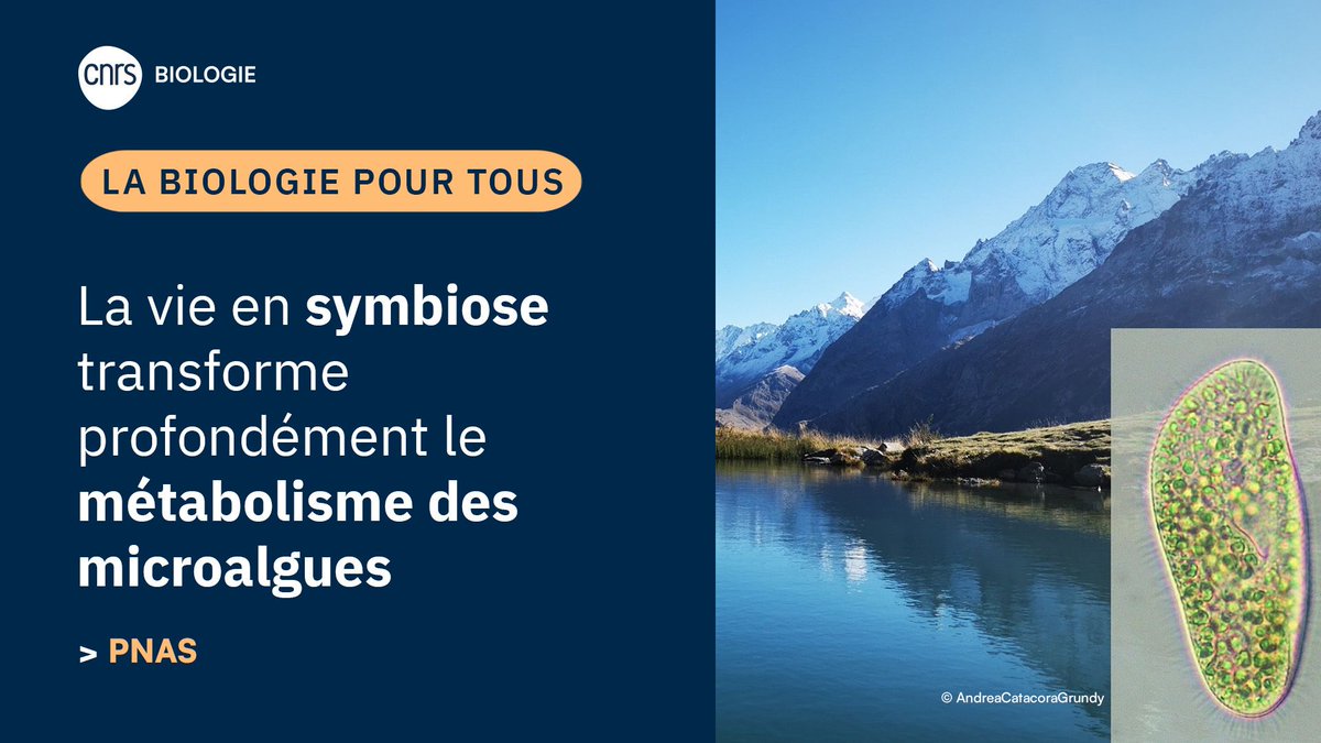 CNRSbiologie's tweet photo. #ResultatScientifique🔎| La symbiose entre un protozoaire et des microalgues reprogramme leur métabolisme et améliore la fixation du carbone 🌱 
✍️ Johan Decelle et Andrea Catacora Grundy 
▶️ https://t.co/vNE1vSfA0N 
📕 @PNASNews https://t.co/qCv5c6hOb8