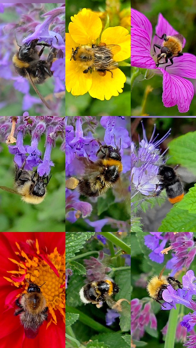 mikster_derby's tweet photo. BEEn on a challenge.
During the 20 minute tea at the Test Match I thought I'd pop out into the garden and see what bees were knocking around. Lots of different species. Here's some of the results. #bumblebees #bumblebee #bees #insects #bugs https://t.co/NjMeTM7ZHb