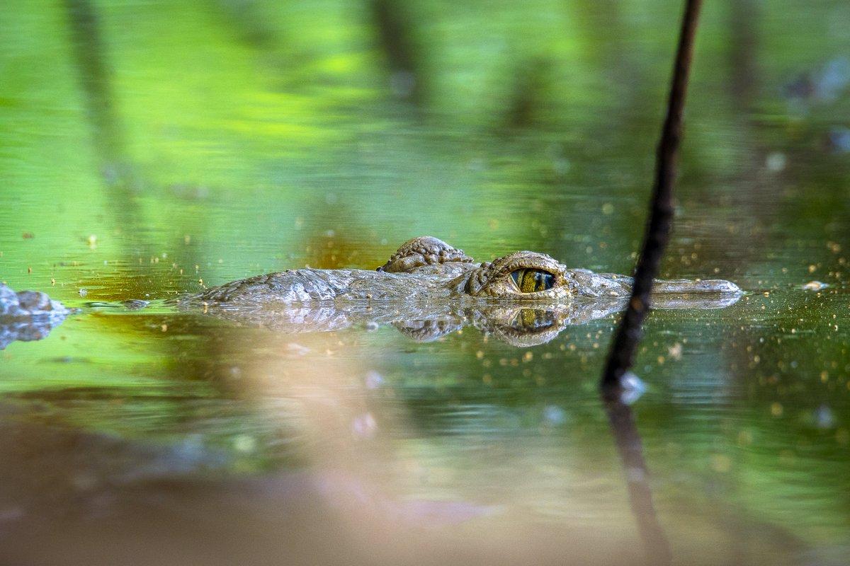 MedioAmbienteSV's tweet photo. Los cocodrilos y caimanes cumplen un rol clave en el equilibrio hídrico, el reciclaje de materia y la riqueza de especies en nuestros ecosistemas acuáticos. 🐊

Su protección es un trabajo permanente que ejecutamos a través de nuestro Programa Nacional de Conservación de Caimán y Cocodrilo, como parte de la iniciativa integral #MisiónOcéano. 🧵👇🏻