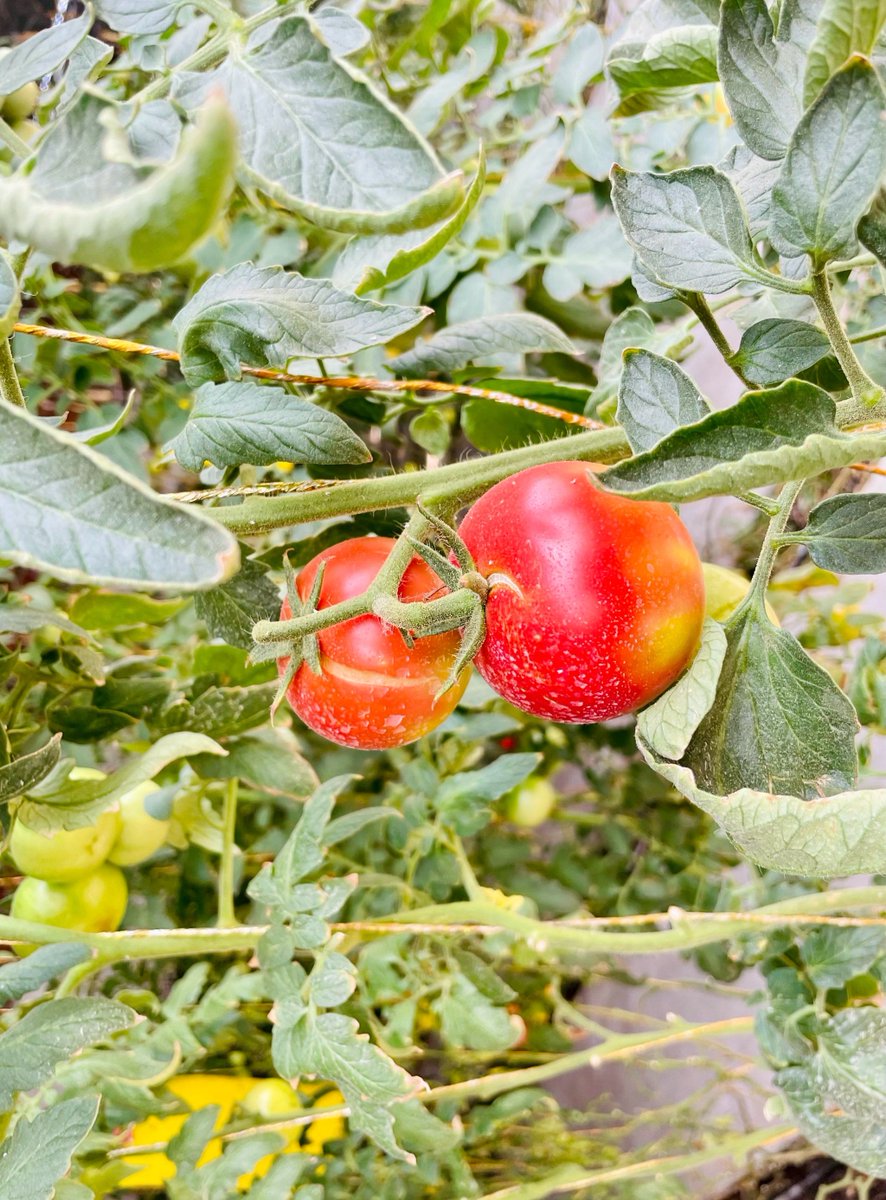 vittorialombar1's tweet photo. Just tried the new organic cherry tomatoes from Local Harvest Farms! Super juicy, sweet, no weird aftertaste—perfect for summer salads or snacking straight. 10/10 would grab again. https://t.co/SODJt9sUJG