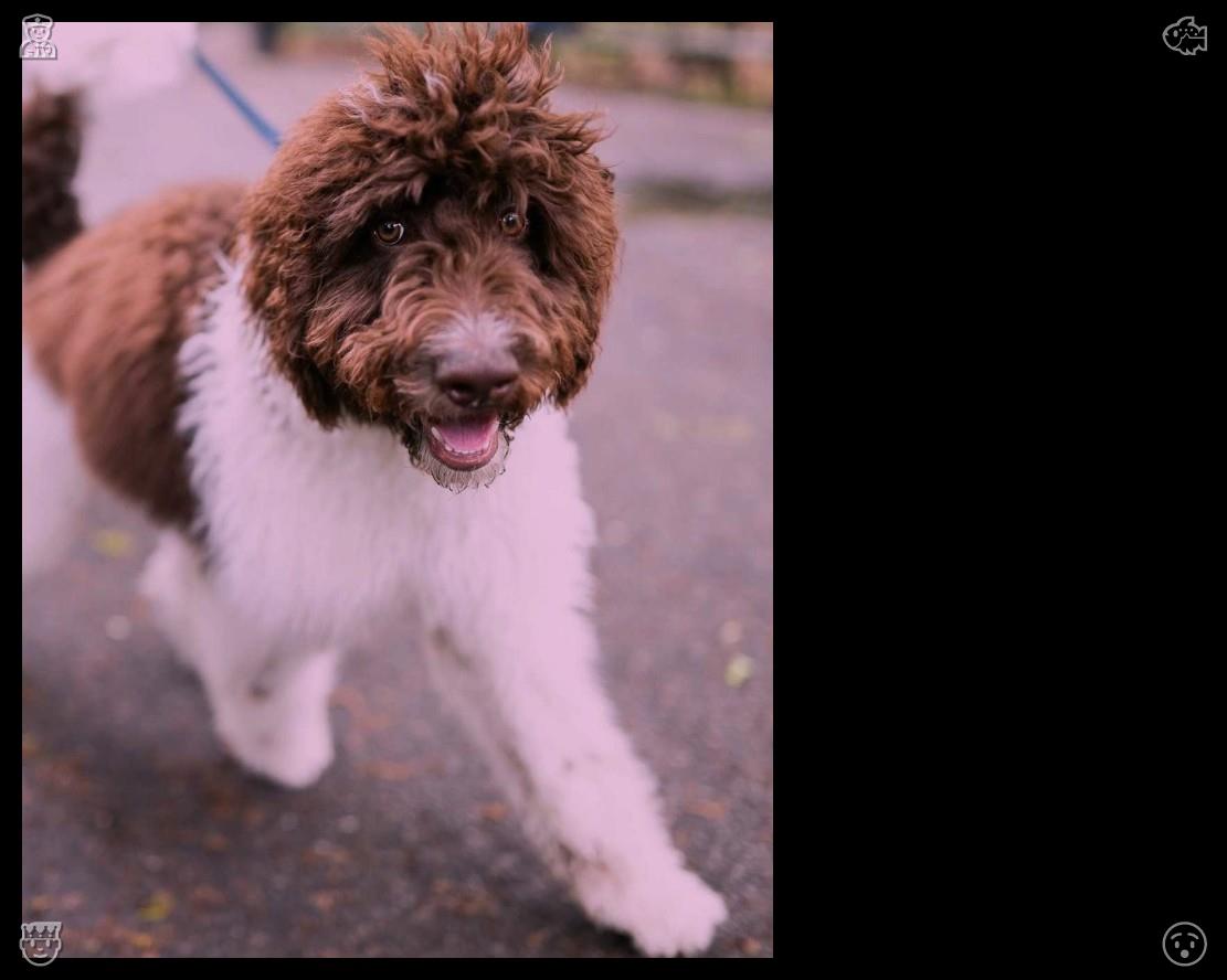 RealRyanJones's tweet photo. As we exit the shop, he proudly carries the flower with a wagging tail. Passersby smile and point at him, and Buddy seems to realize he is the center of attention, holding his head high. https://t.co/AGjGGkSwVa