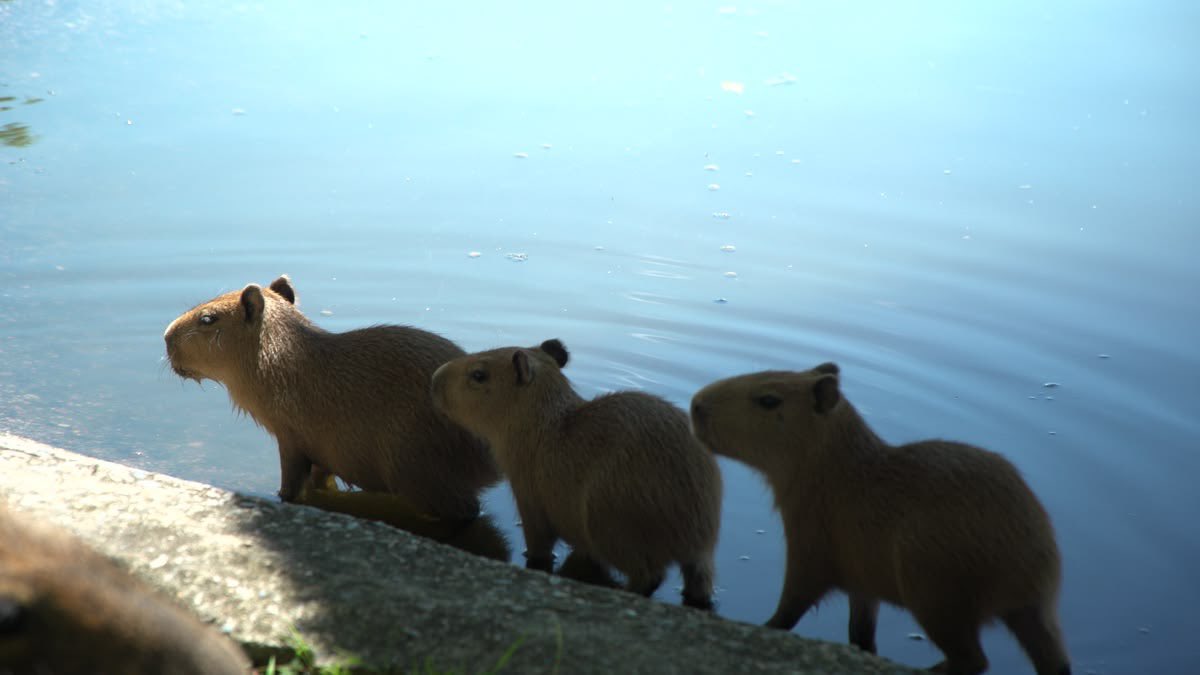 happ2capybara's tweet photo. 꿈꾸는 것과 너무나 다른 현실에 버거워질 때가 있지요
이루고자 하는 것과의 괴리가 너무 커 차라리 어두컴컴한 땅굴로 들어가 버릴 때도 있습니다
그럼에도 불구하고 쉽게 꿈을 버릴 수 없는 이유는 
그것이 나를 지탱해 주는 희망이자, 현실을 견딜 수 있게 하는 그늘임을 알기 때문일 겁니다 https://t.co/dqdLw1z4ov