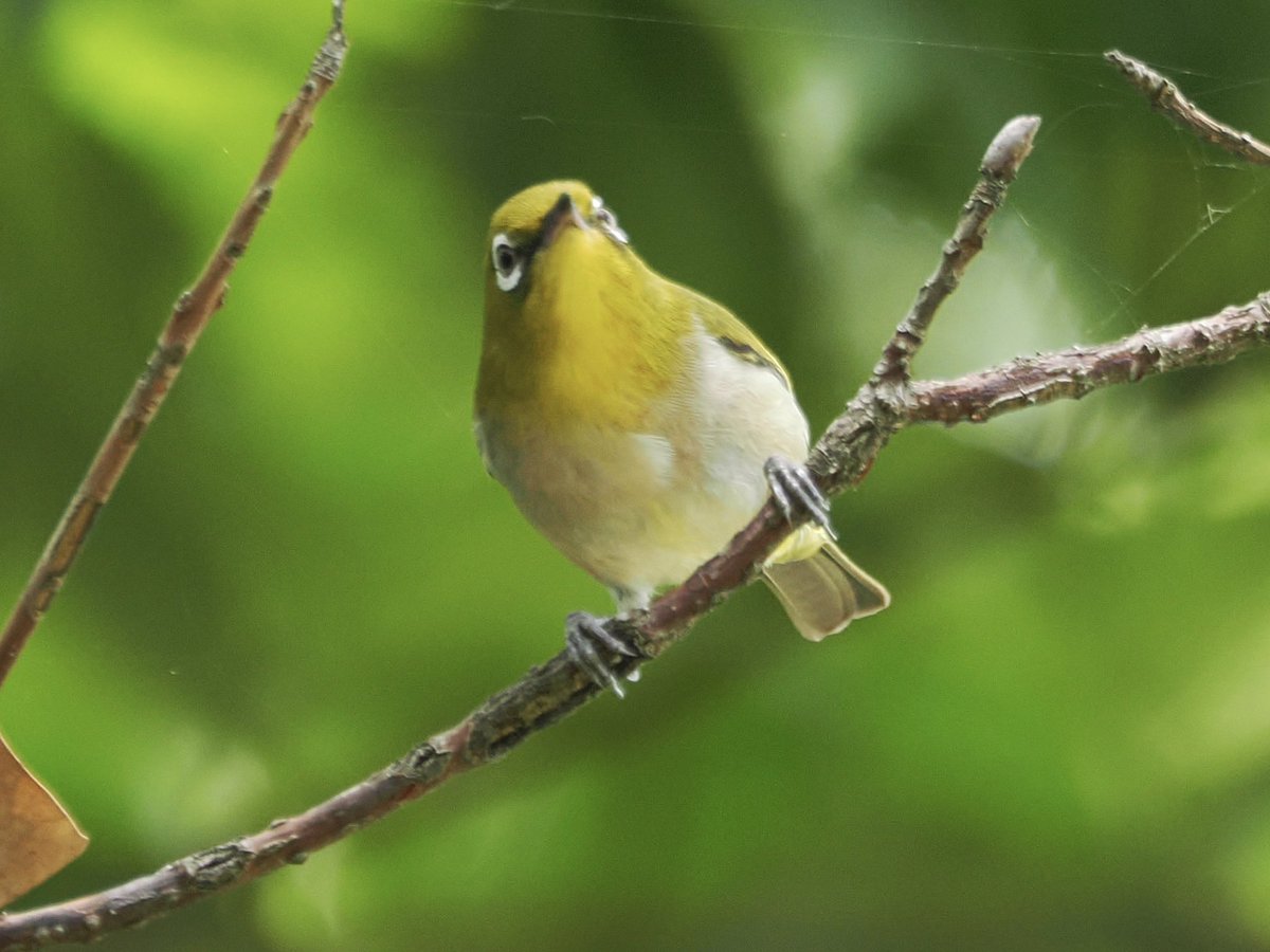 tostomo's tweet photo. かわいい
#メジロ
#幼鳥
#om1-markⅡ
#mzuiko100400mmf5063is
#om_photo
#om写真投稿
#om野鳥写真
#birders_gallery
#birds
#bird-gram
#birdphotography
#野鳥 
#ISO250
#-1ev
#f6.3
#1/250s https://t.co/3xr1IbOGZb